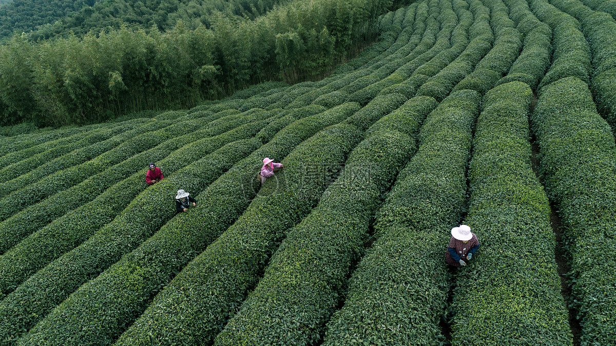 光影茶山录 致敬采茶人的指尖艺术