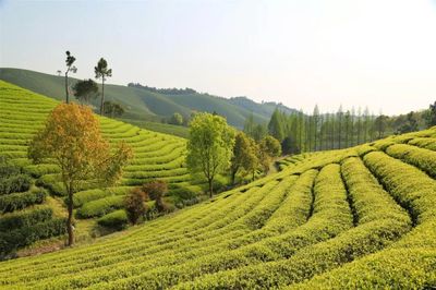 这茶山,就是金山银山!